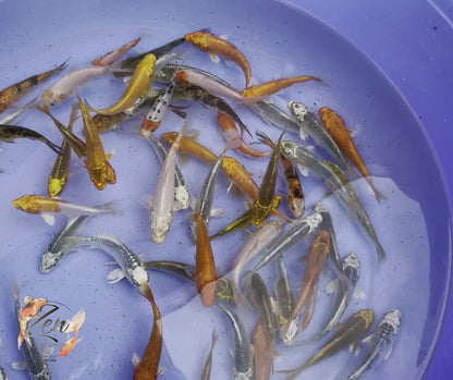 Japanese Koi Fish 9-10cm