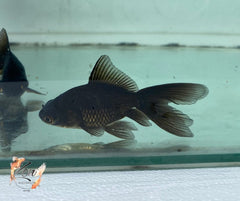 Fantail goldfish displaying fan-shaped tail fins