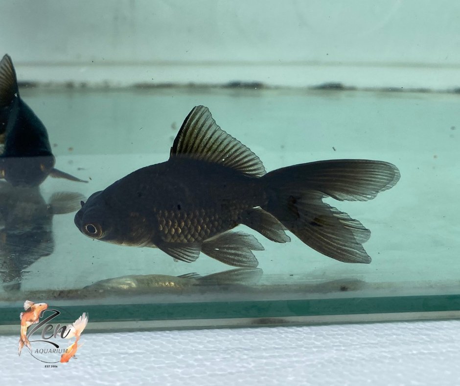 Fantail goldfish displaying fan-shaped tail fins