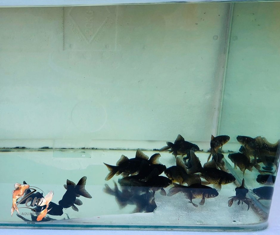 Fantail goldfish (Blackmoor) 5cm - Zen Aquarium AU