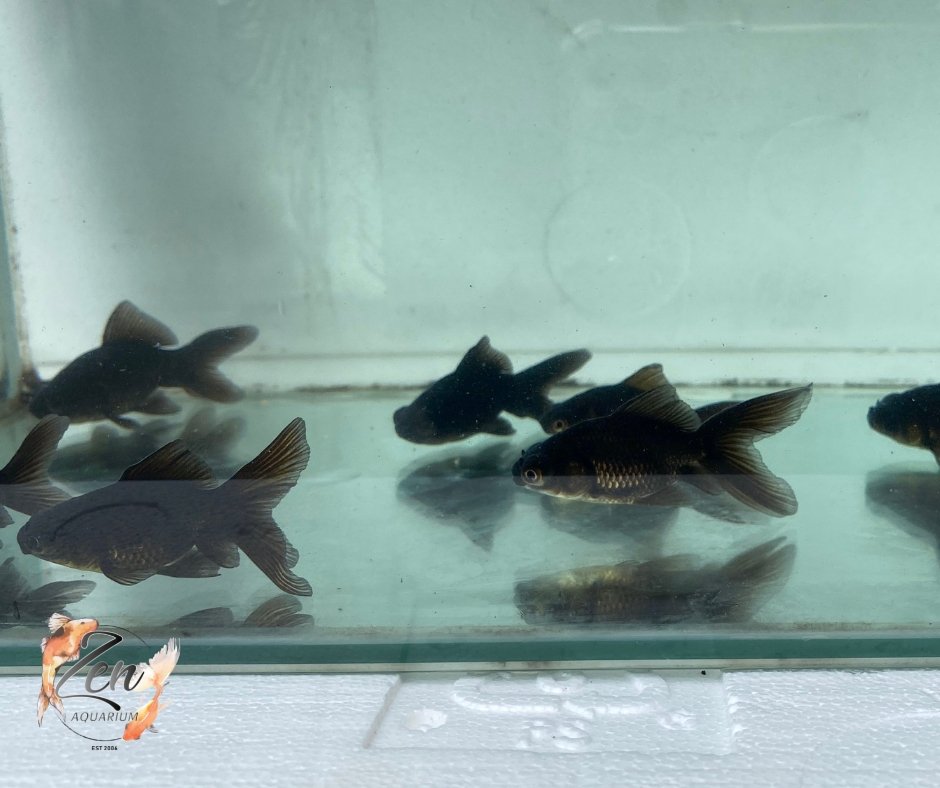 Fantail goldfish (Blackmoor) 7cm - Zen Aquarium AU