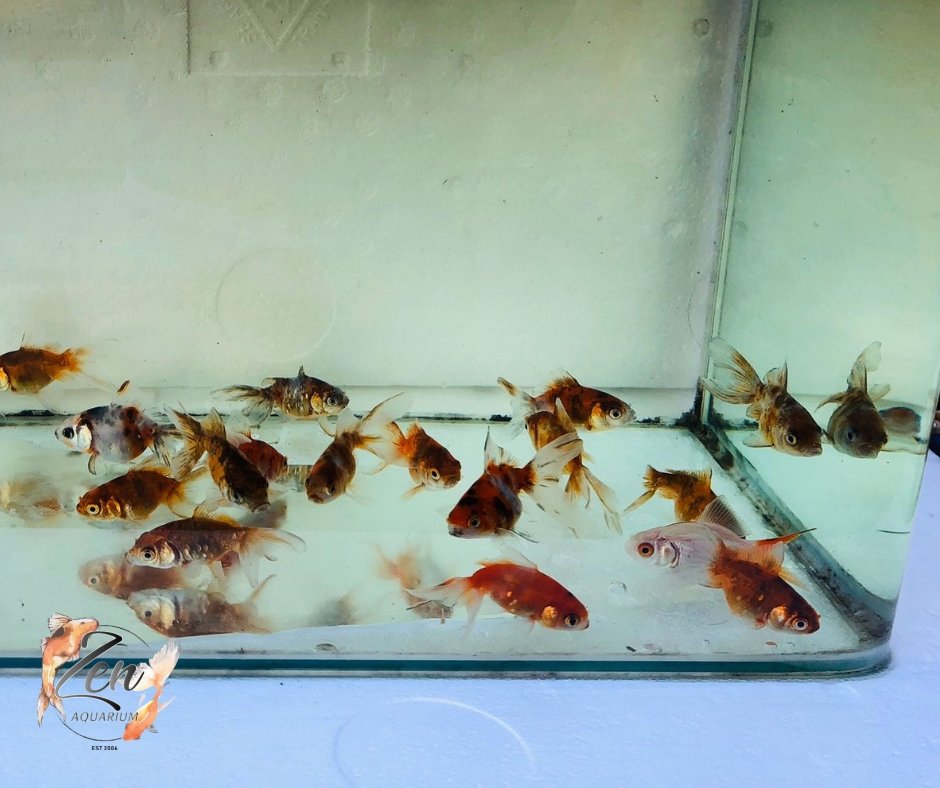 Vibrant calico fantail goldfish swimming gracefully