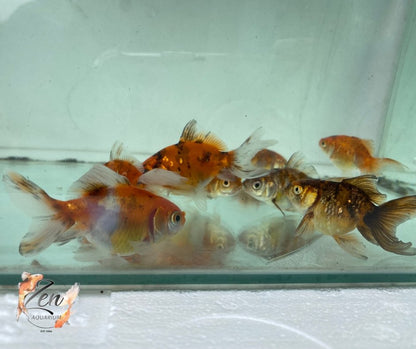 Fantail goldfish (Calico) 7cm - Zen Aquarium AU