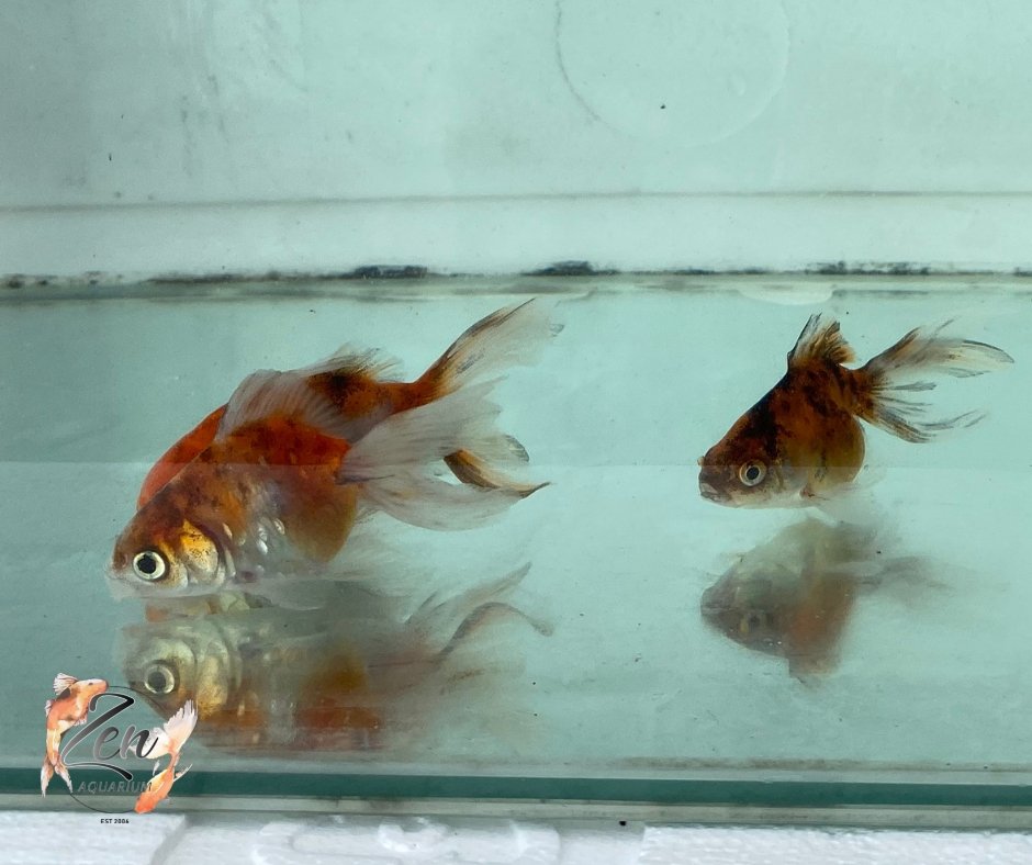 Fantail goldfish (Calico) 7cm - Zen Aquarium AU