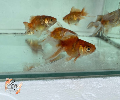 Fantail goldfish (Calico) 7cm - Zen Aquarium AU