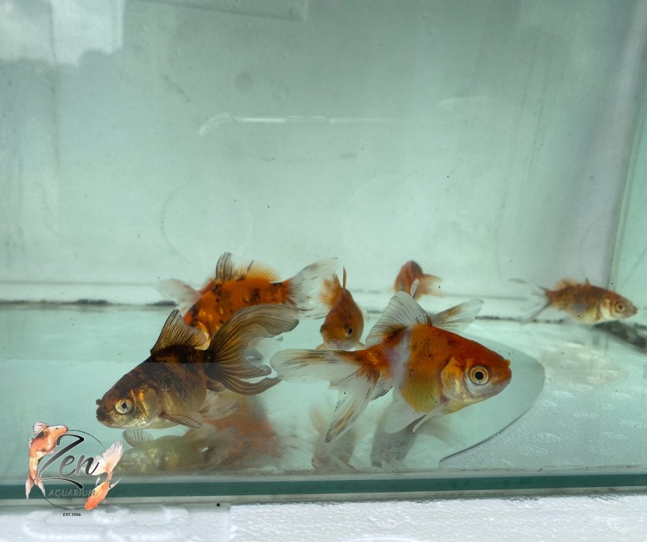 Fantail goldfish (Calico) 7cm - Zen Aquarium AU