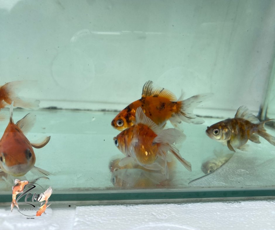 Fantail goldfish (Calico) 7cm - Zen Aquarium AU