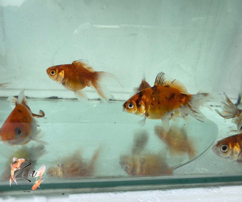 Fantail goldfish (Calico) 7cm - Zen Aquarium AU