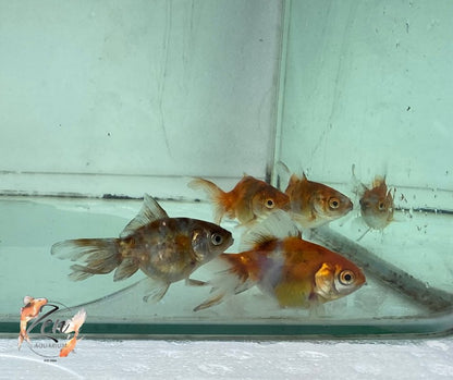 Fantail goldfish (Calico) 7cm - Zen Aquarium AU