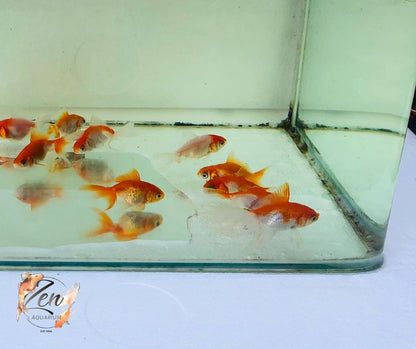 Fantail goldfish (Red and white) 5cm - Zen Aquarium AU