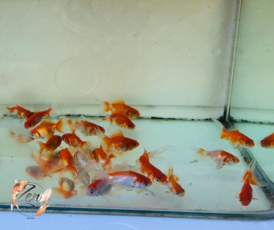 Fantail goldfish (Red and white) 5cm - Zen Aquarium AU
