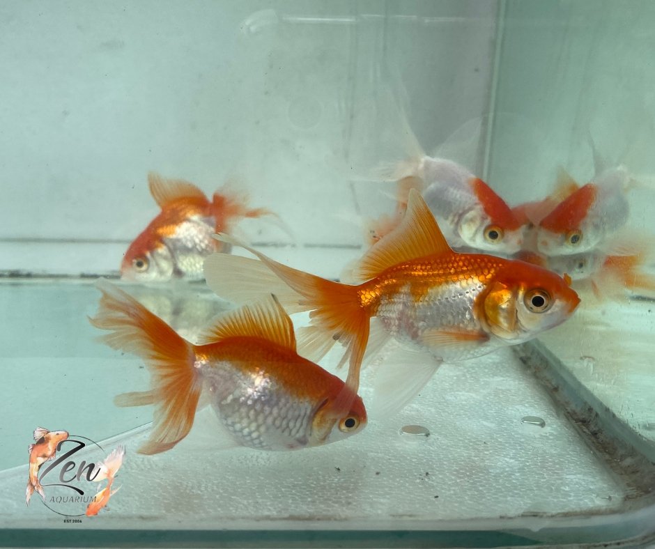 Fantail goldfish (Red and White) 7cm - Zen Aquarium AU