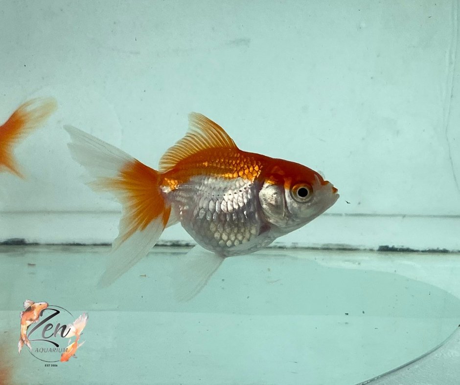 Fantail goldfish (Red and White) 7cm - Zen Aquarium AU