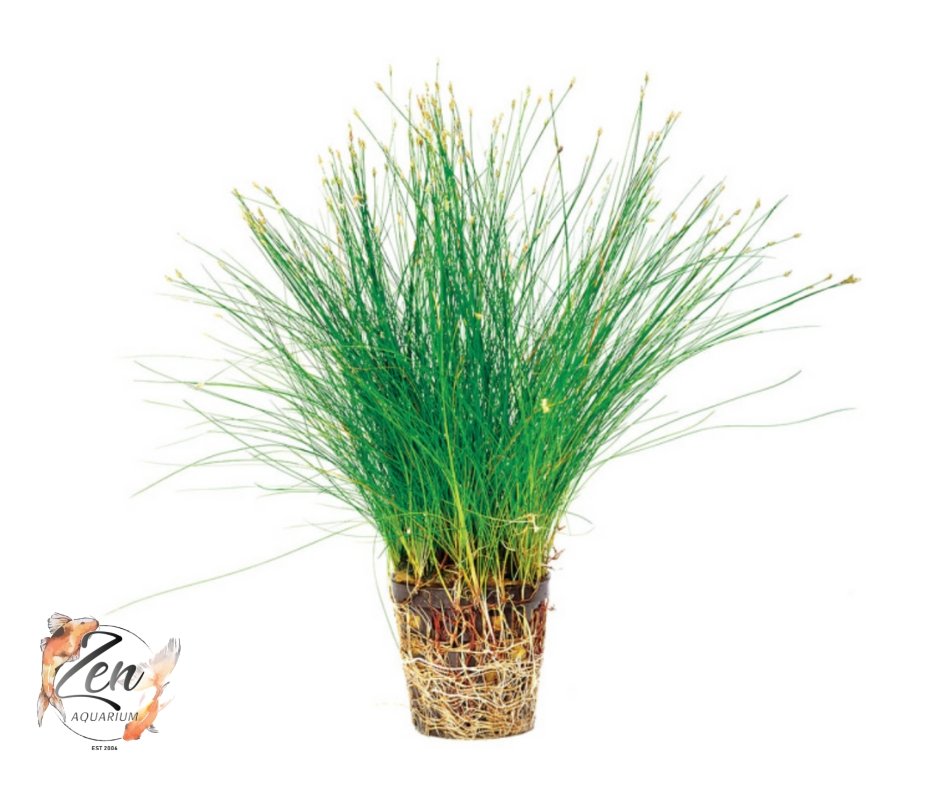 Hair Grass (in 5cm pot) - Zen Aquarium AU