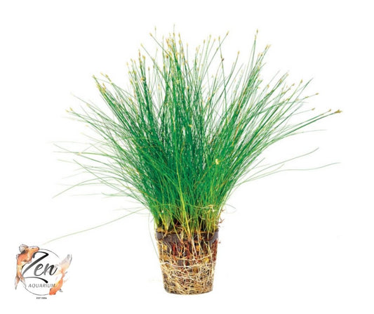 Hair Grass (in 5cm pot) - Zen Aquarium AU