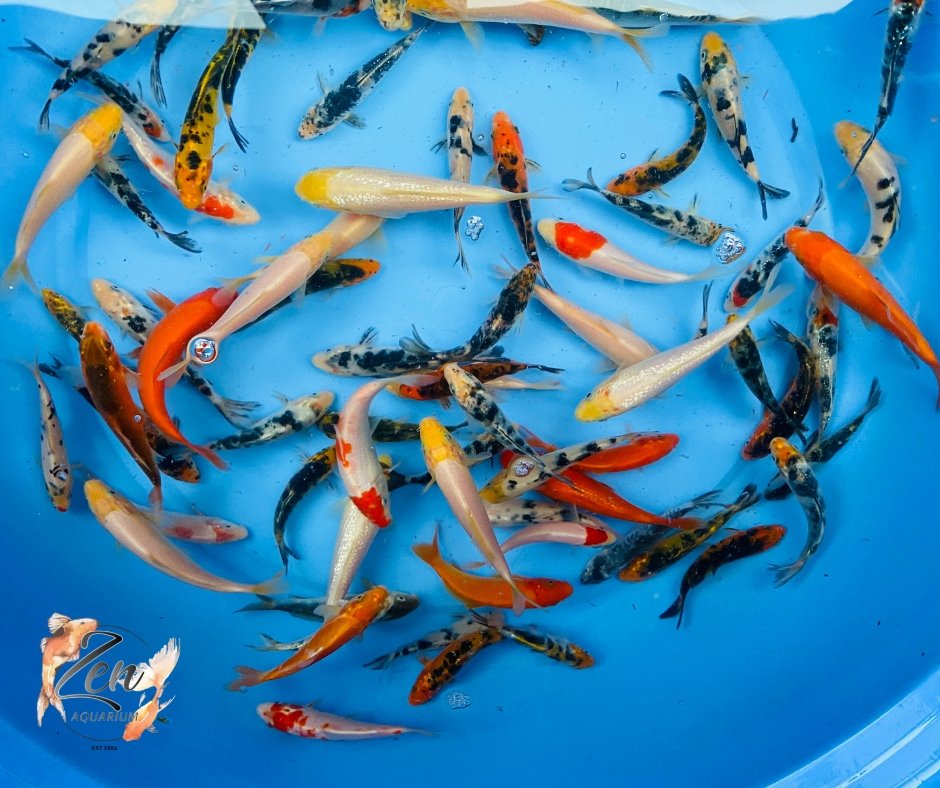 Japanese Koi Fish 10-11cm - Zen Aquarium AU