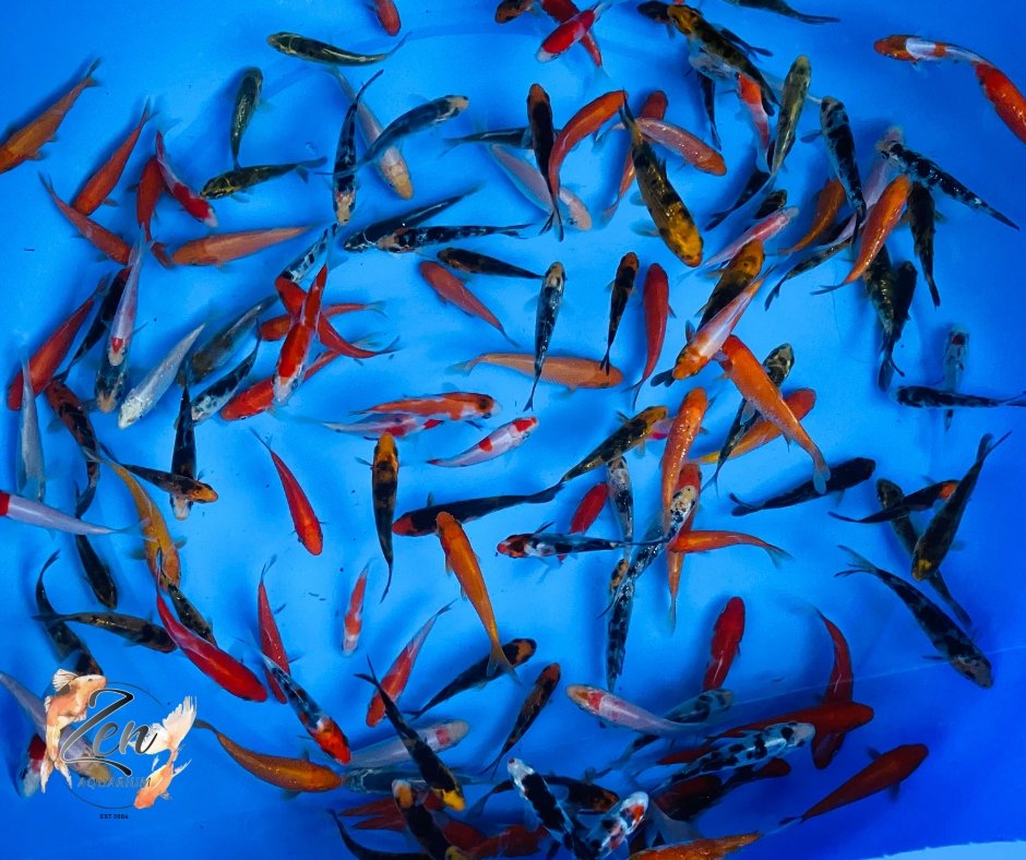 Japanese Koi Fish 7-8cm - Zen Aquarium AU