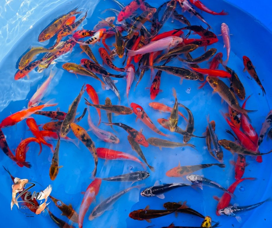 Japanese Koi Fish 9-10cm - Zen Aquarium AU