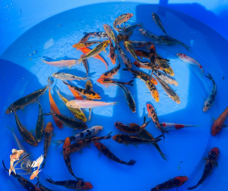 Japanese Koi Fish 9-10cm - Zen Aquarium AU