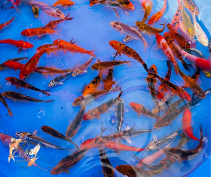 Japanese Koi Fish 9-10cm - Zen Aquarium AU