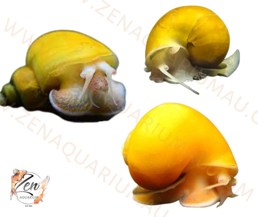 Medium Golden Mystery Snail - Zen Aquarium AU