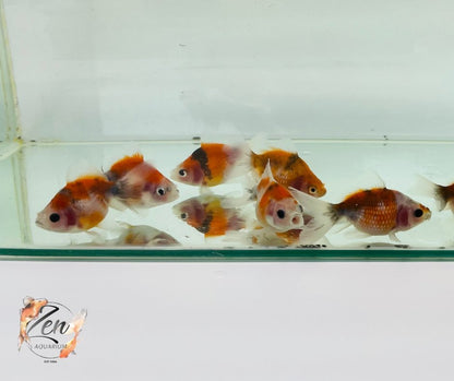 Pearlscale goldfish Calico (5cm) - Zen Aquarium AU