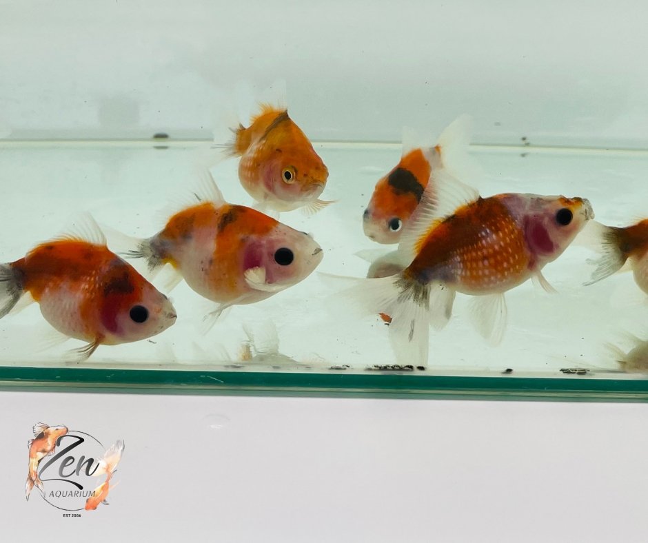 Pearlscale goldfish Calico (5cm) - Zen Aquarium AU