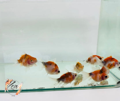 Pearlscale goldfish Calico (5cm) - Zen Aquarium AU