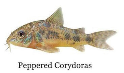 Pepper Corydoras Catfish - Zen Aquarium AU