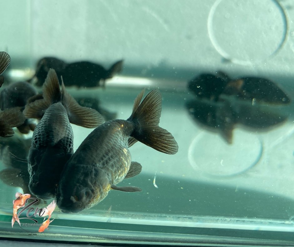 Ranchu Goldfish - Black (5cm) - Zen Aquarium AU