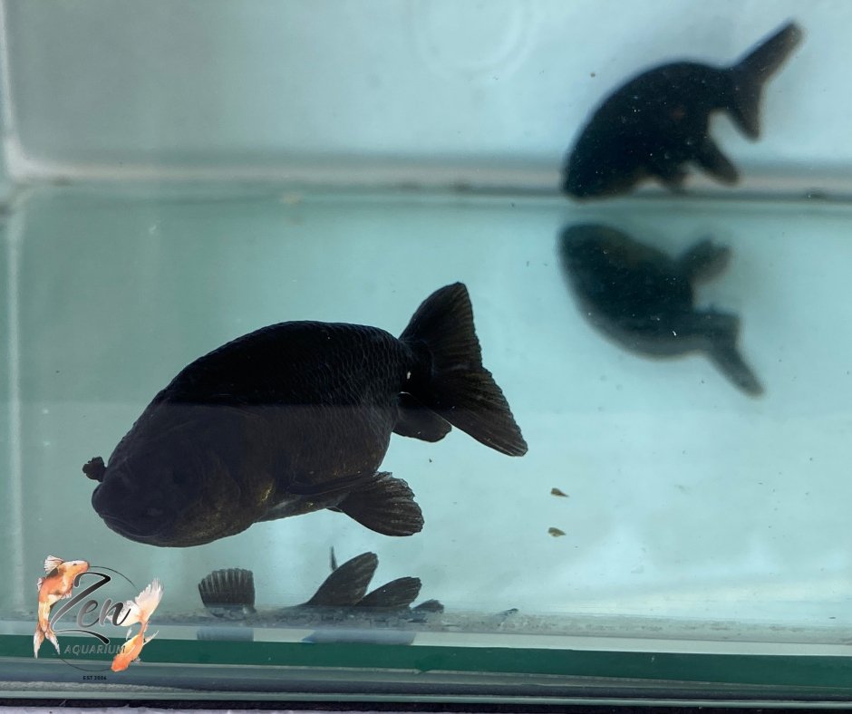 Ranchu Goldfish - Black (5cm) - Zen Aquarium AU