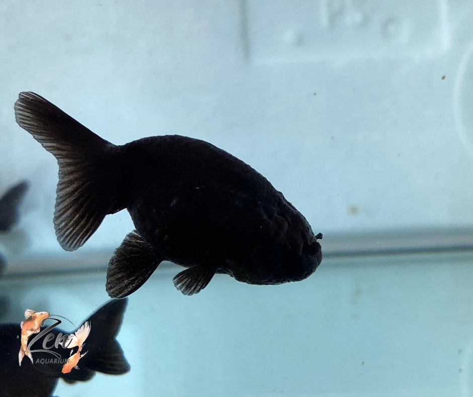 Ranchu Goldfish - Black (5cm) - Zen Aquarium AU