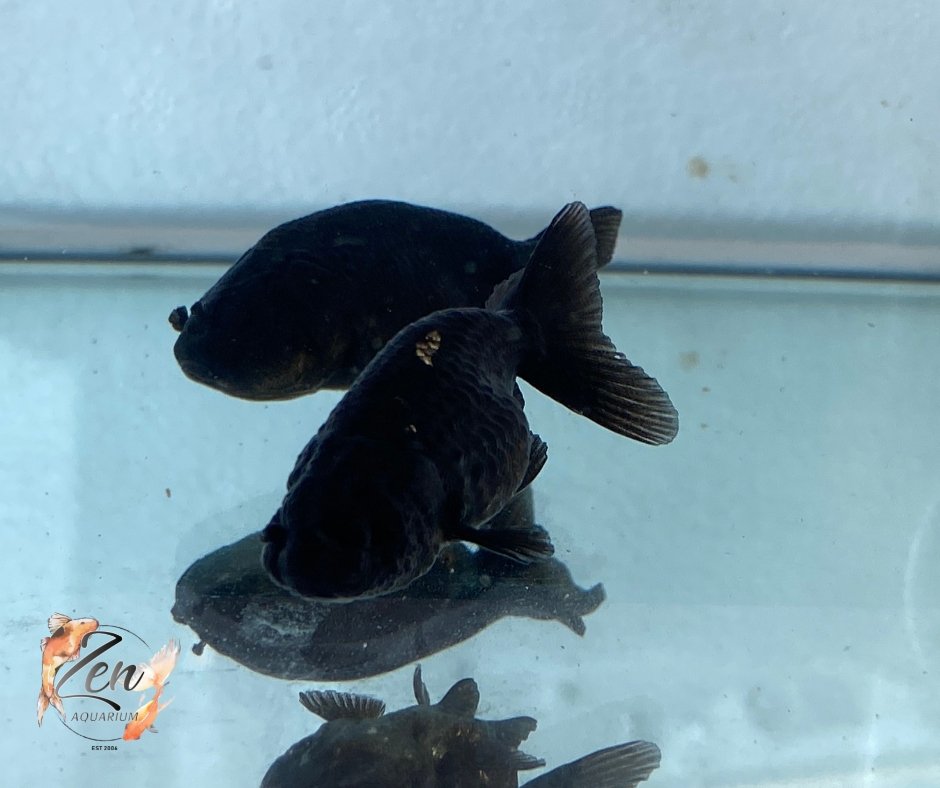 Ranchu Goldfish - Black (5cm) - Zen Aquarium AU