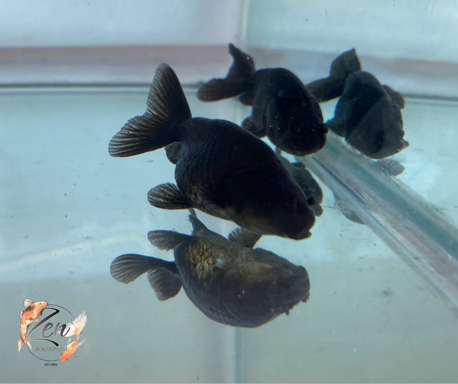 Ranchu Goldfish - Black (5cm) - Zen Aquarium AU