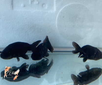 Ranchu Goldfish - Black (5cm) - Zen Aquarium AU