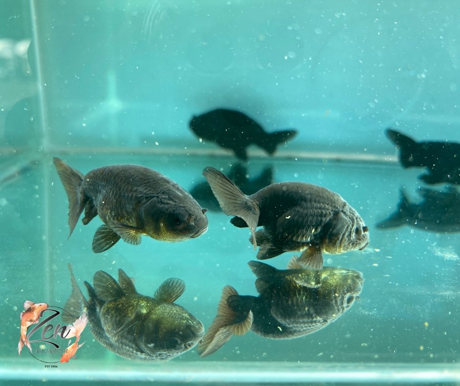 Ranchu Goldfish - Black (5cm) - Zen Aquarium AU