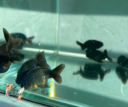 Ranchu Goldfish - Black (5cm) - Zen Aquarium AU