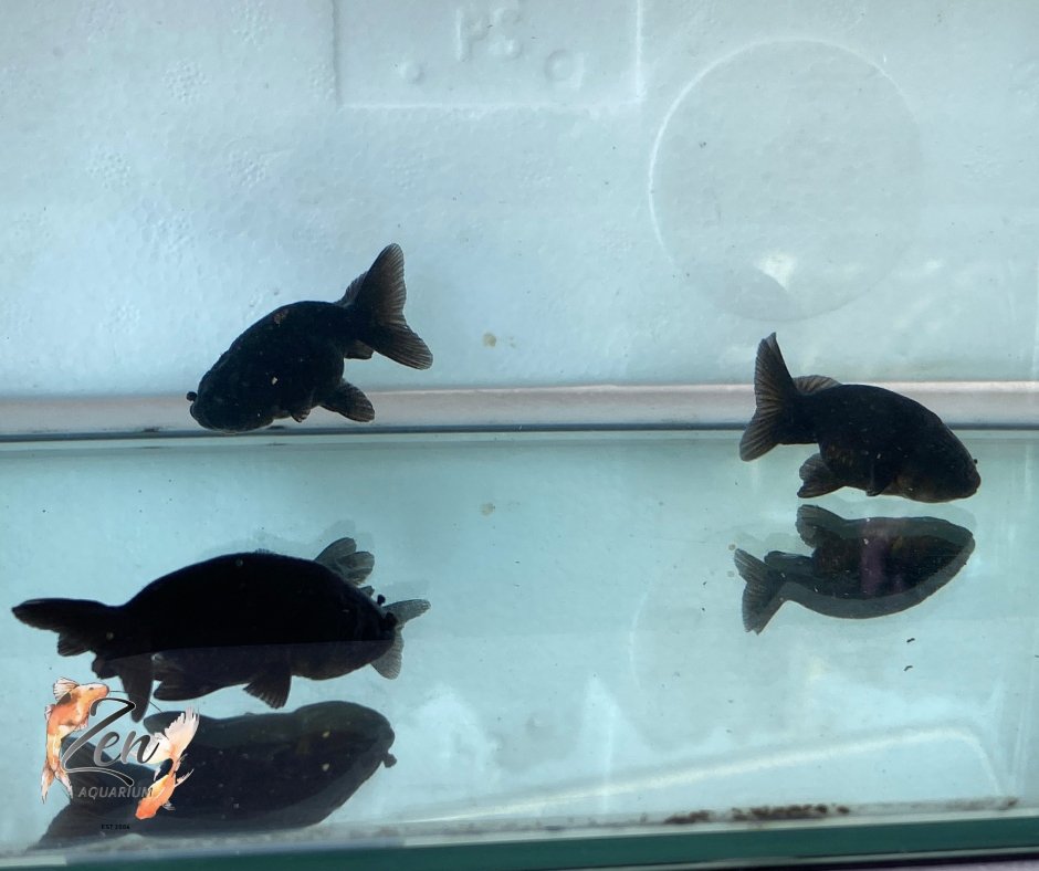 Ranchu Goldfish - Black (5cm) - Zen Aquarium AU