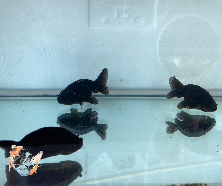 Ranchu Goldfish - Black (5cm) - Zen Aquarium AU