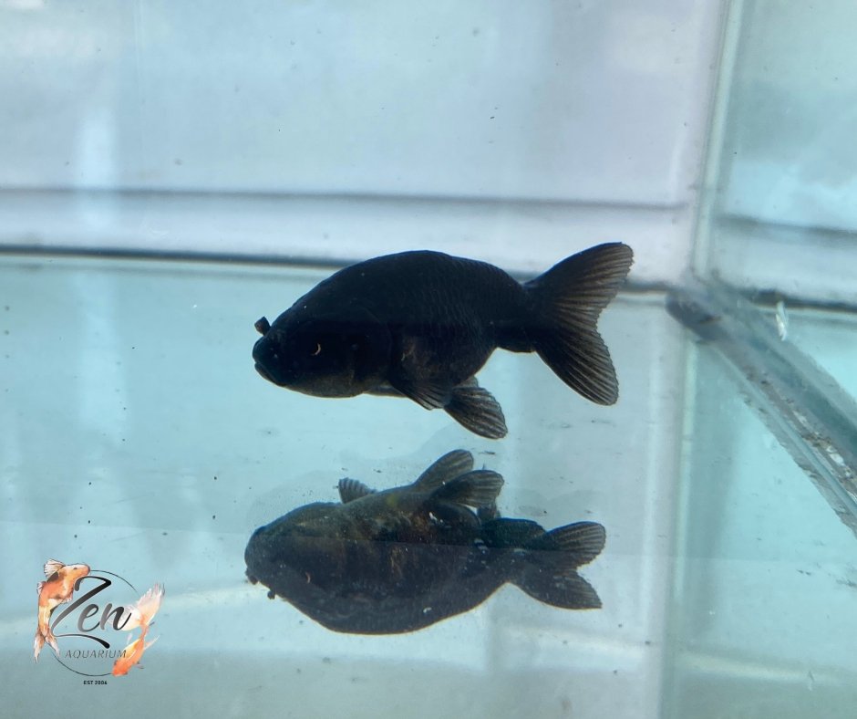 Black thai hot sale ranchu