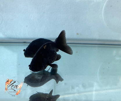 Ranchu Goldfish - Black (5cm) - Zen Aquarium AU