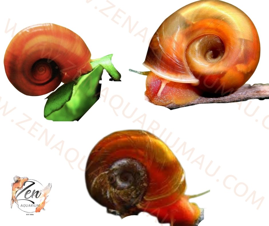 Red Ramhorn Snail - Zen Aquarium AU